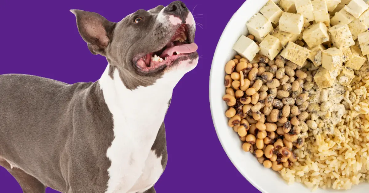 Vegan Dog Food Recipes